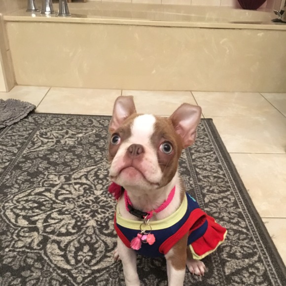 amygrosso